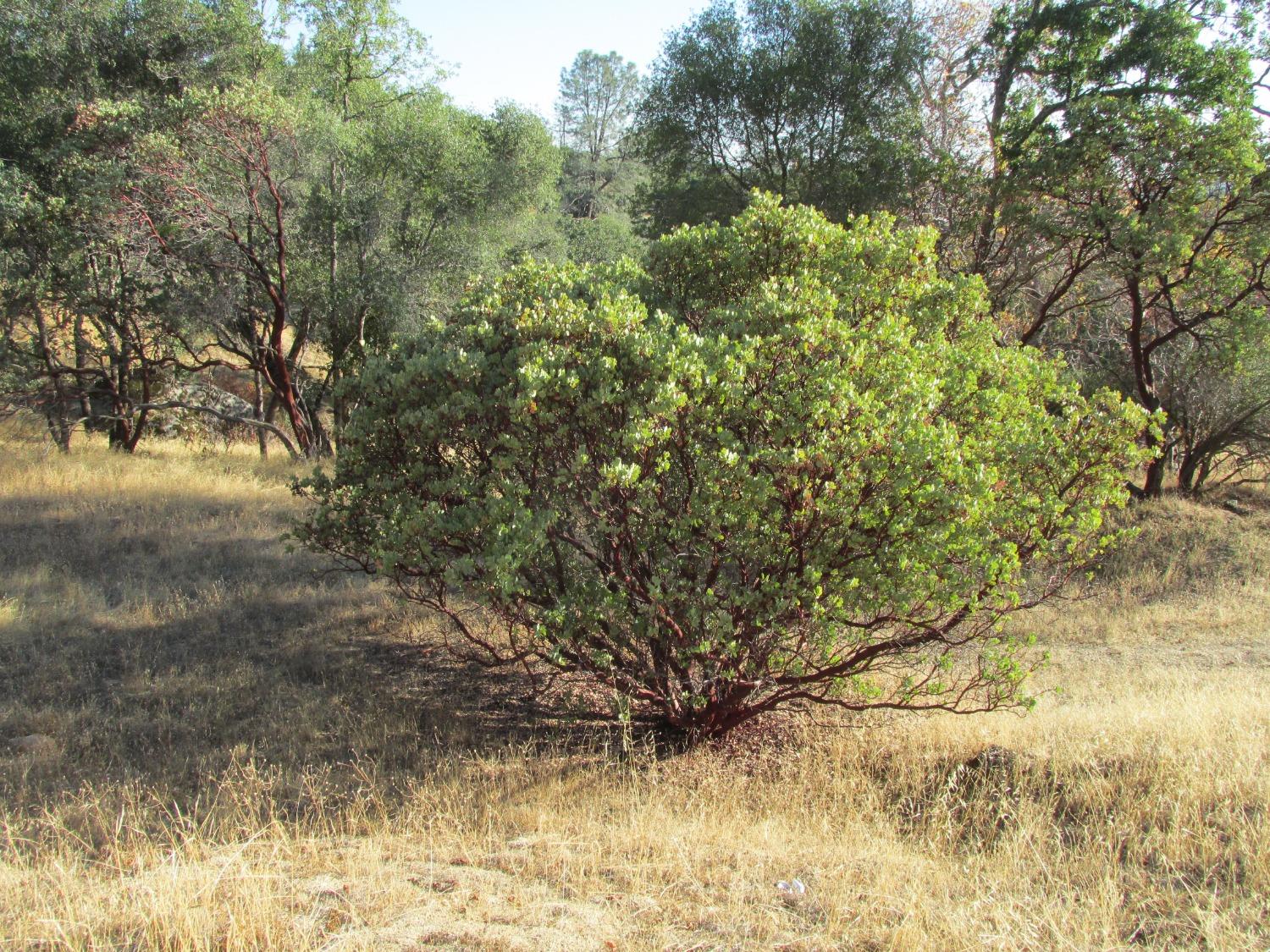 2 Ac Old Oaks Ct, North Fork, CA 93643