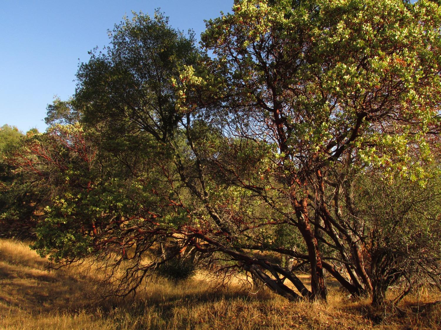 2 Ac Old Oaks Ct, North Fork, CA 93643