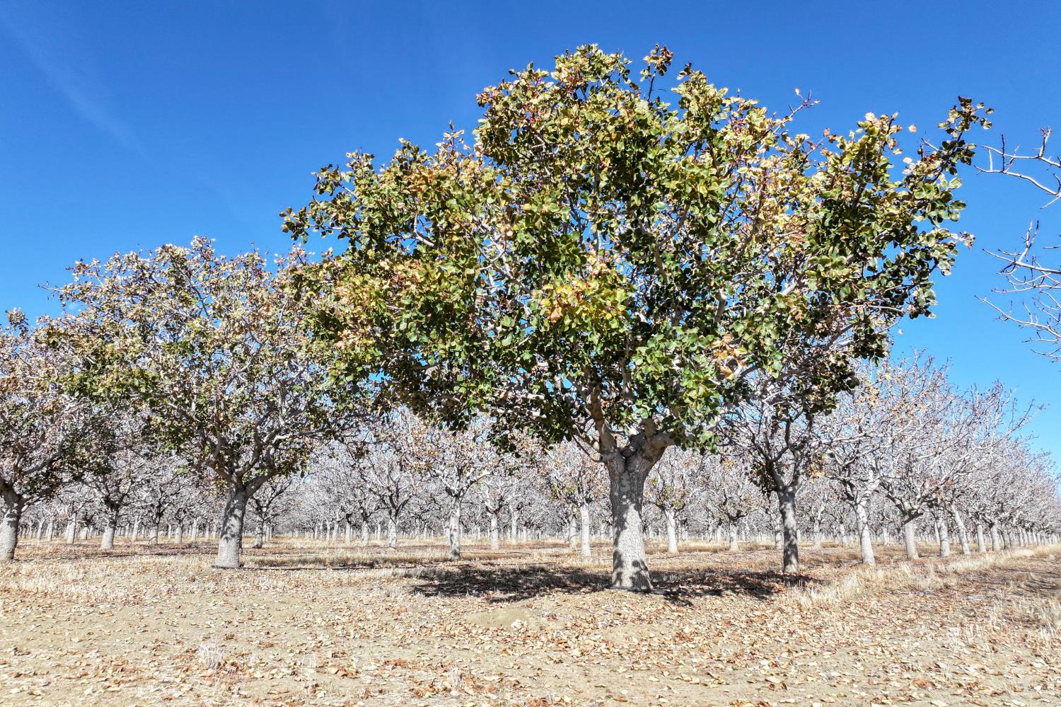 33751 W Adams Ave, Mendota, CA 93640