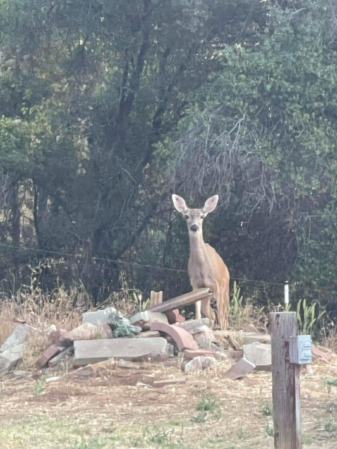 29668 Seminole Rd, Tollhouse, CA 93667