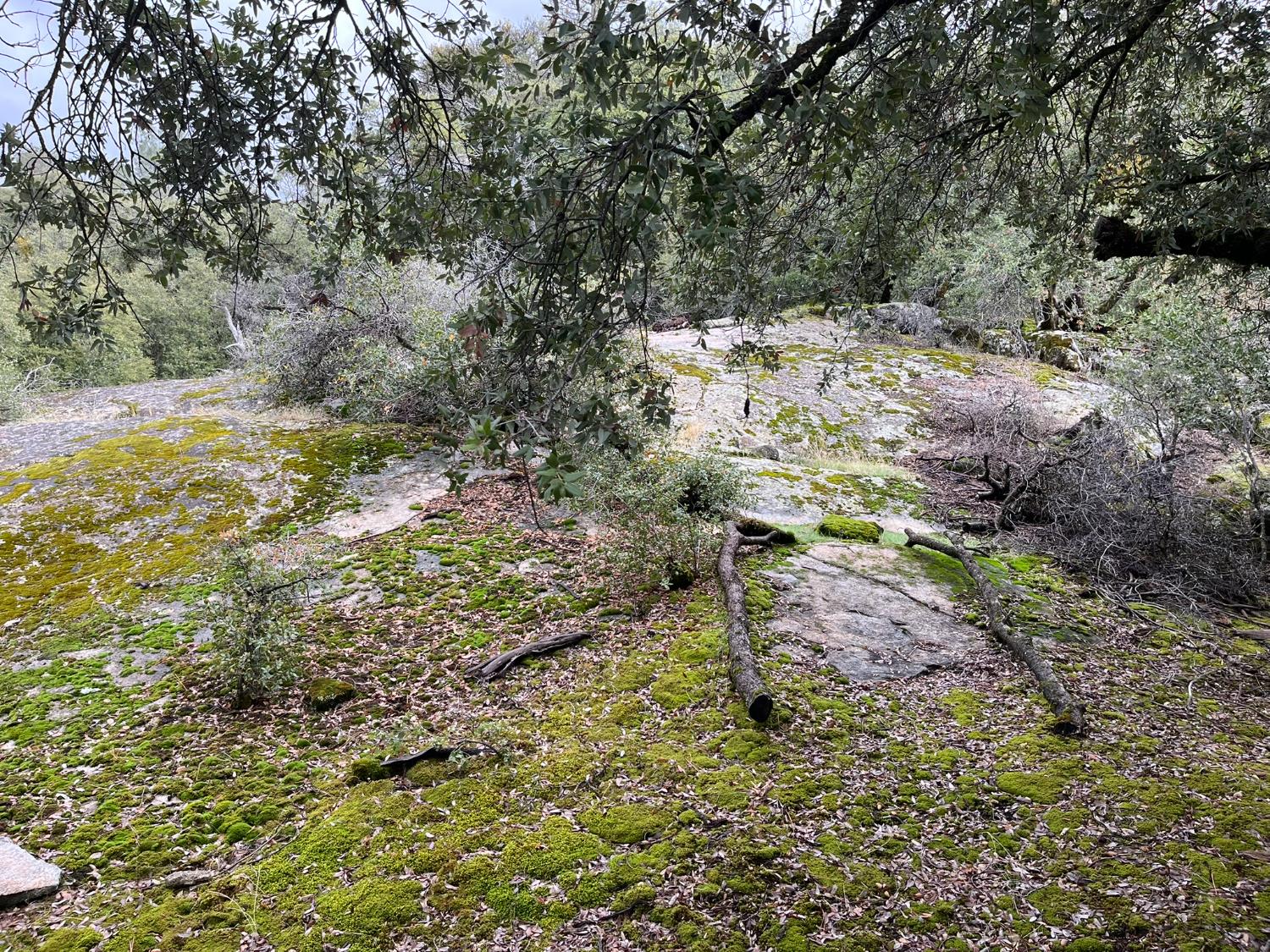 28 Acres Jean Rd E, Oakhurst, CA 93644