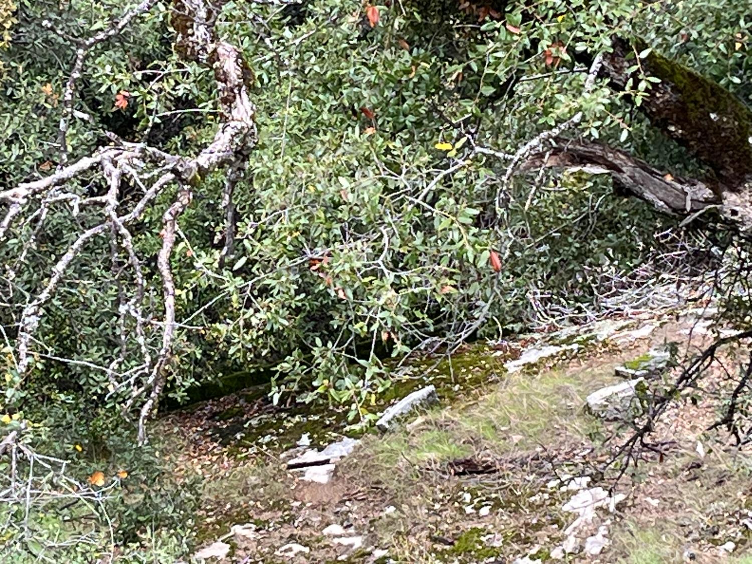 28 Acres Jean Rd E, Oakhurst, CA 93644