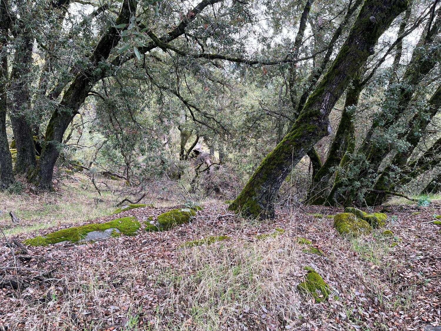 28 Acres Jean Rd E, Oakhurst, CA 93644