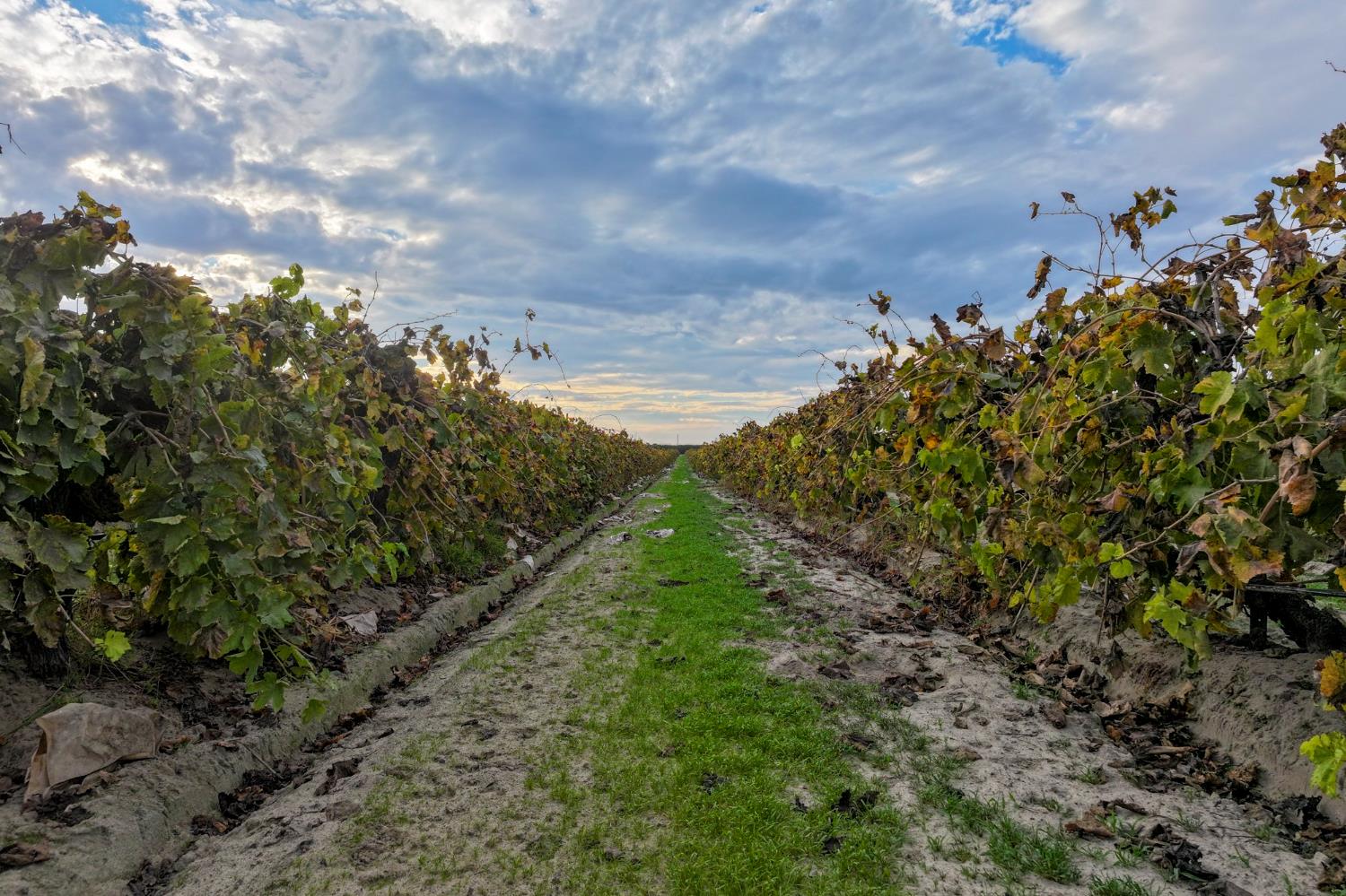 11836 S Hughes Ave, Caruthers, CA 93609