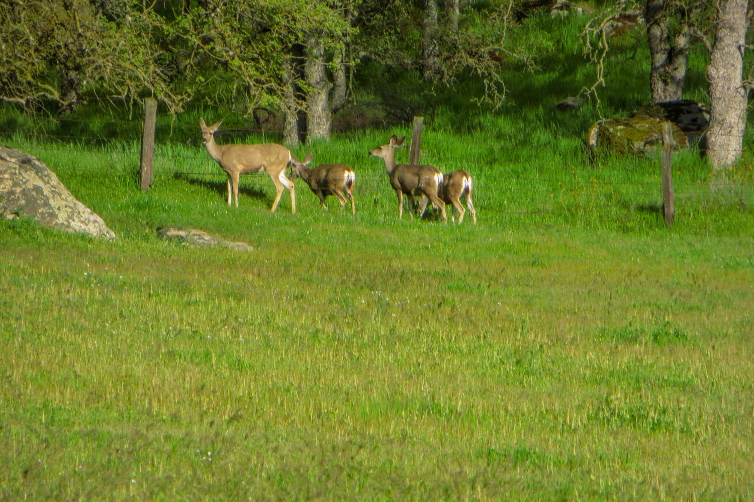 35294 Ruth Hill Rd, Yokuts Valley, CA 93675