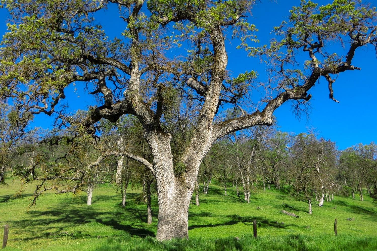 35294 Ruth Hill Rd, Yokuts Valley, CA 93675