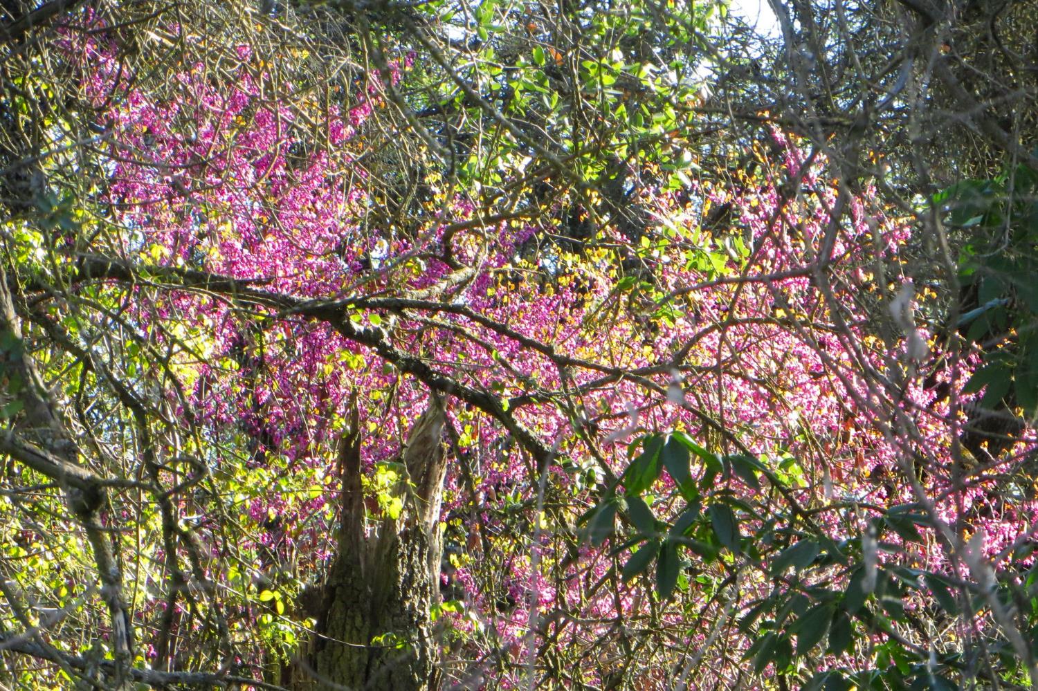 35294 Ruth Hill Rd, Yokuts Valley, CA 93675