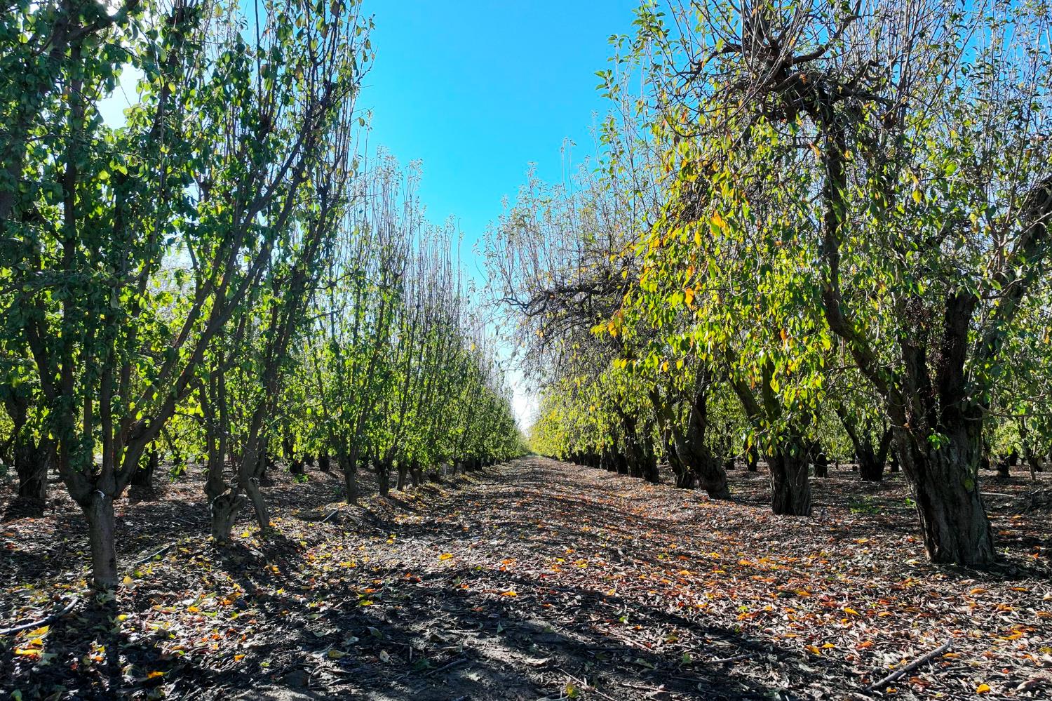 0 0 S Crawford Ave, Reedley, CA 93654