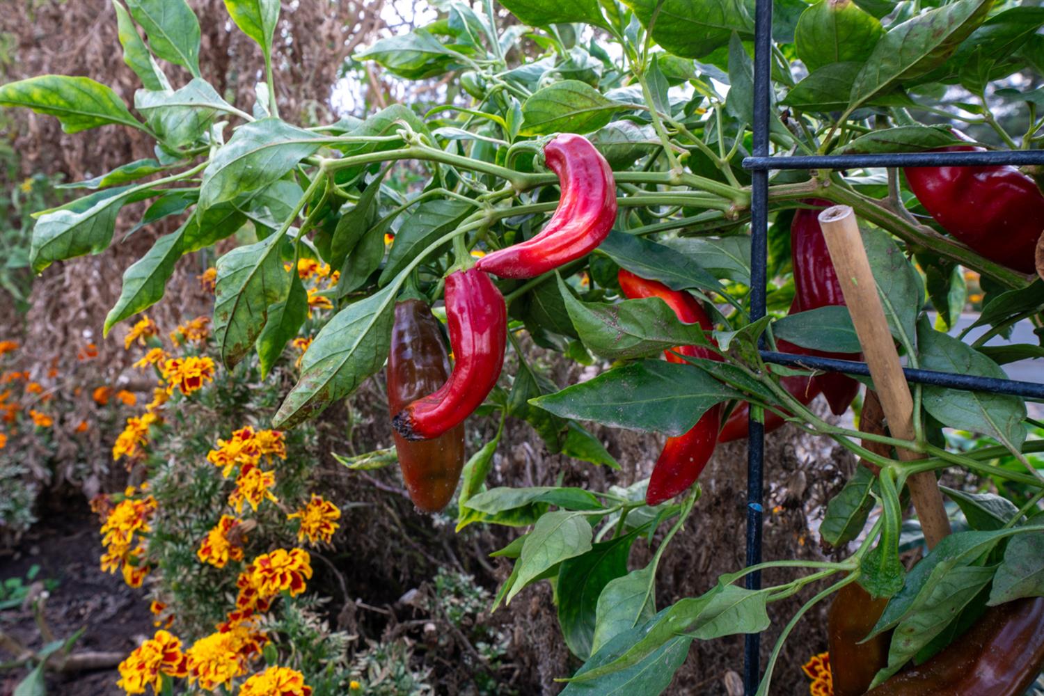 37143 Avenue 16, Madera, CA 93636