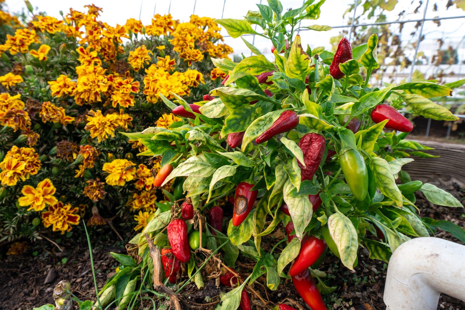 37143 Avenue 16, Madera, CA 93636