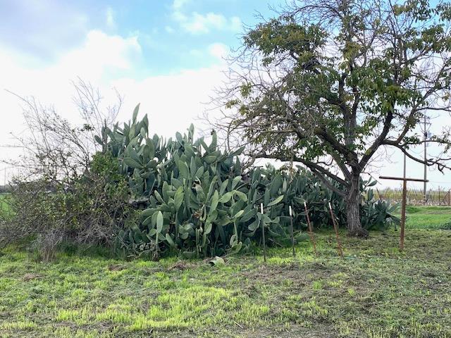 5231 Chico Ave, Kingsburg, CA 93631