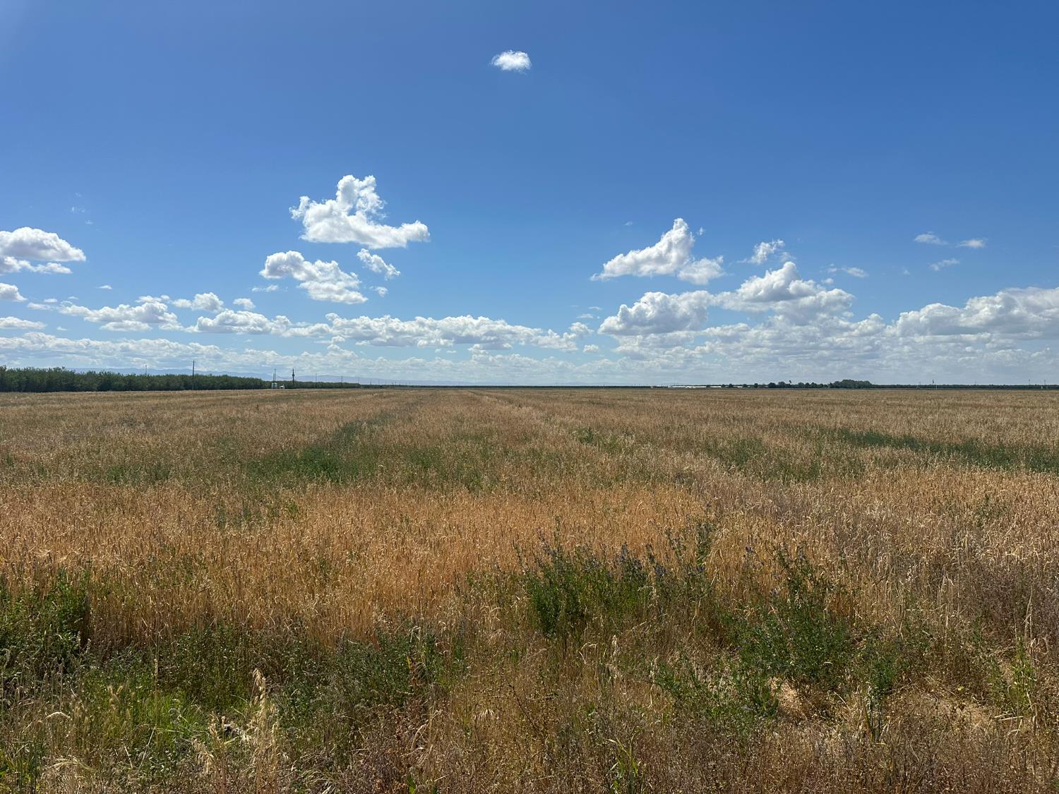 12250 S Jameson Ave, Fresno, CA 93706