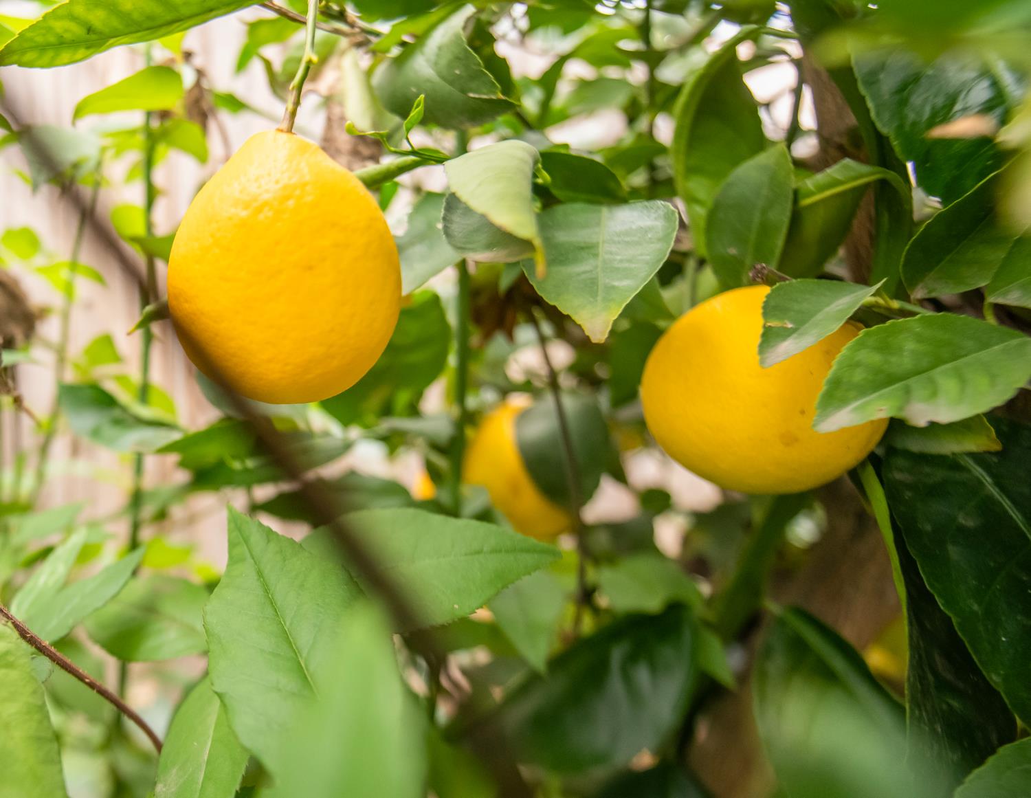 3740 Euphoria Way, Clovis, CA 93619