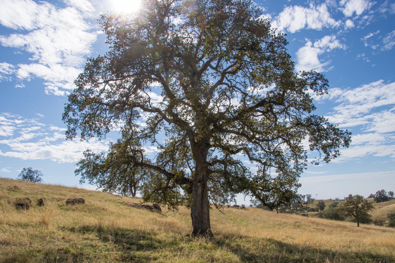 120 AC Millstream, Coarsegold, CA 93614