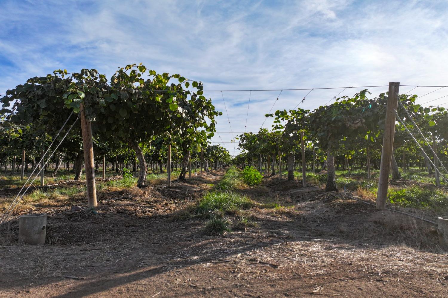 0 0 Avenue 396, Cutler, CA 93615