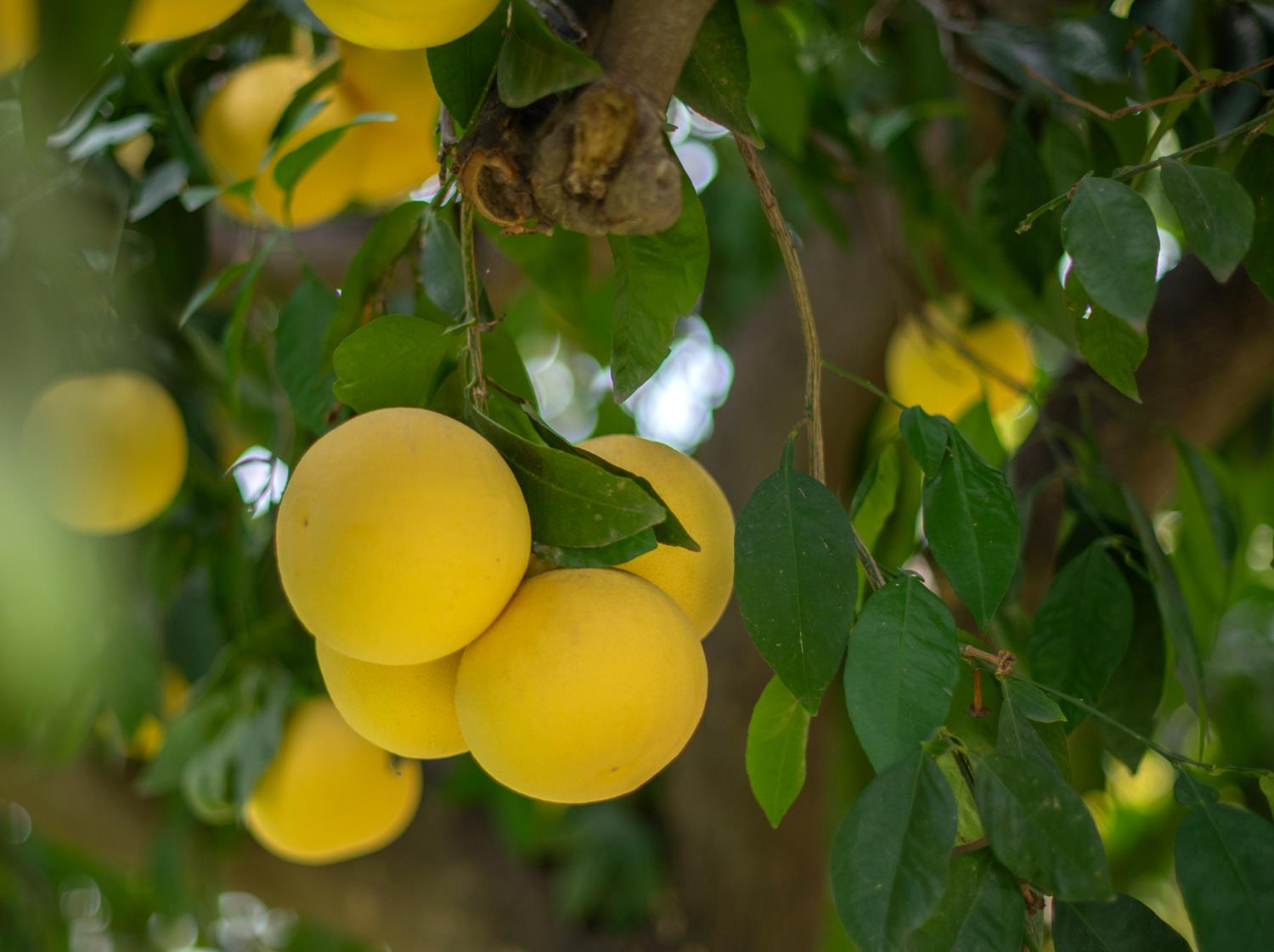 424 Morton Ave, Sanger, CA 93657