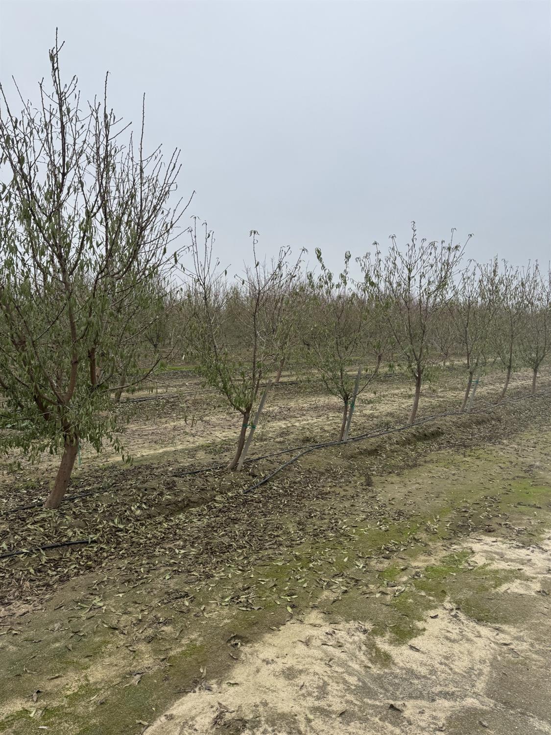 0 0 Avenue 12, Madera, CA 93637