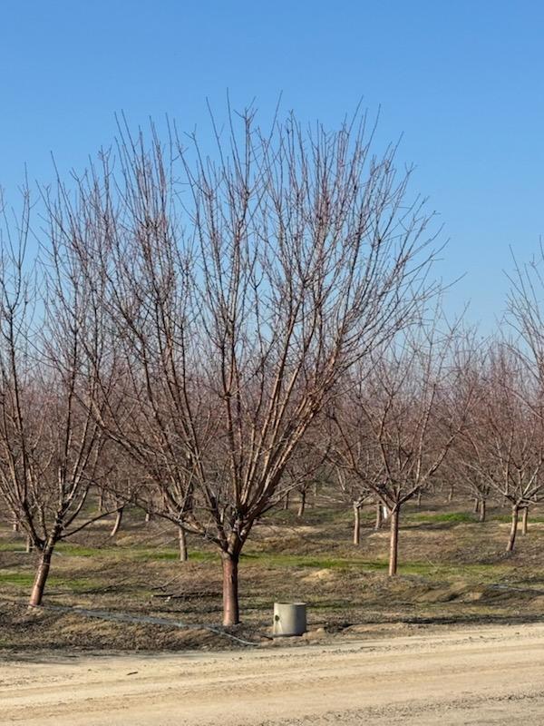 0 0 Avenue 12, Madera, CA 93637