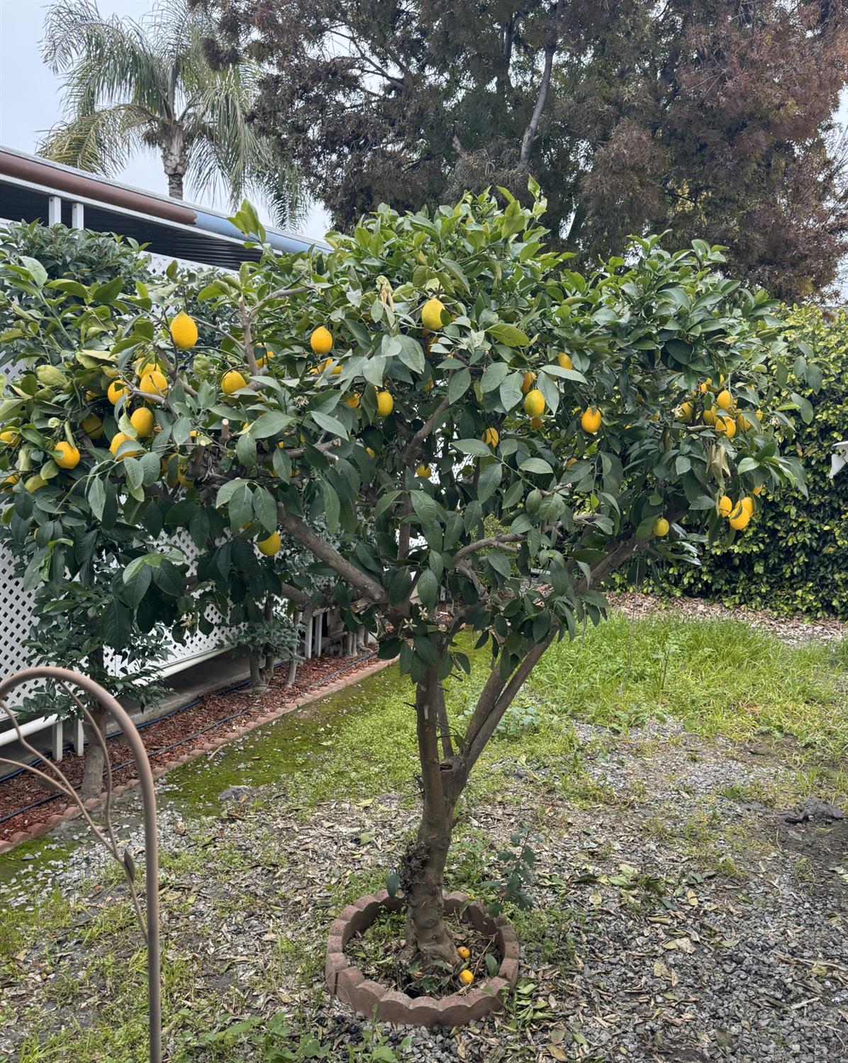 581 N Crawford Ave #41, Dinuba, CA 93618