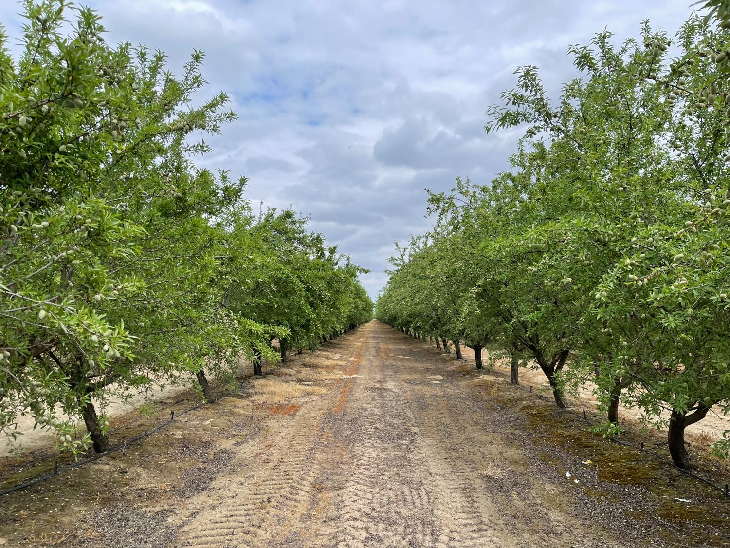 12251 E jefferson, Del Rey, CA 93616