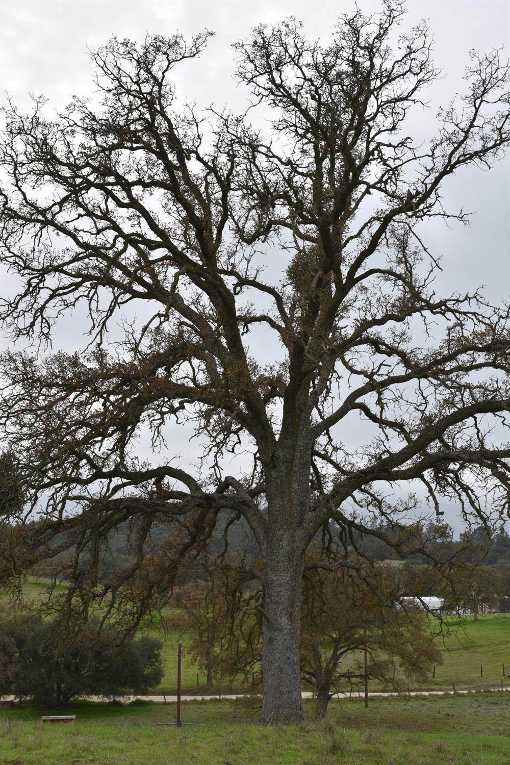 42055 Road 406, Coarsegold, CA 93614