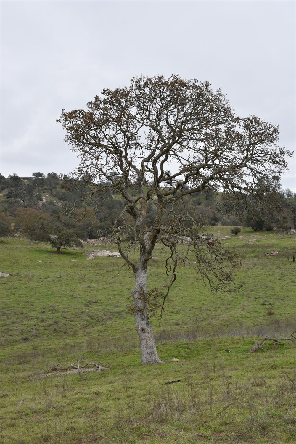 42055 Road 406, Coarsegold, CA 93614