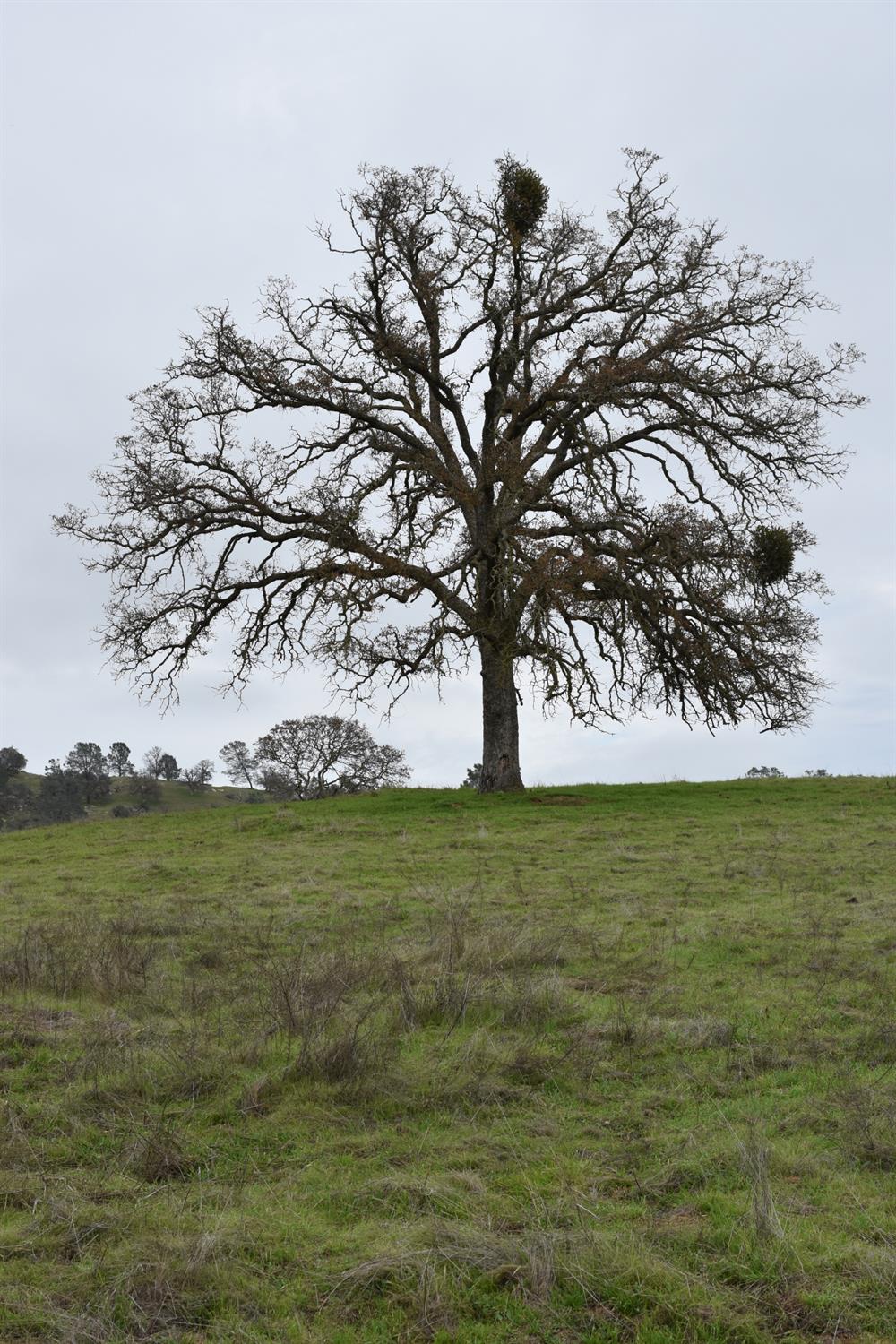 42055 Road 406, Coarsegold, CA 93614