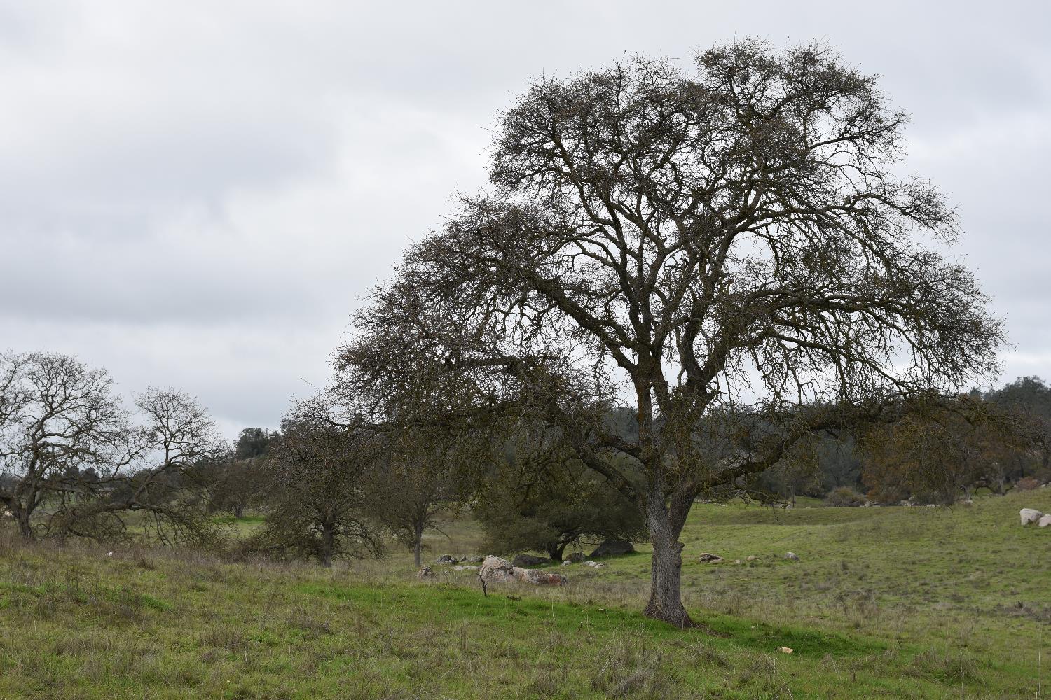 42055 Road 406, Coarsegold, CA 93614