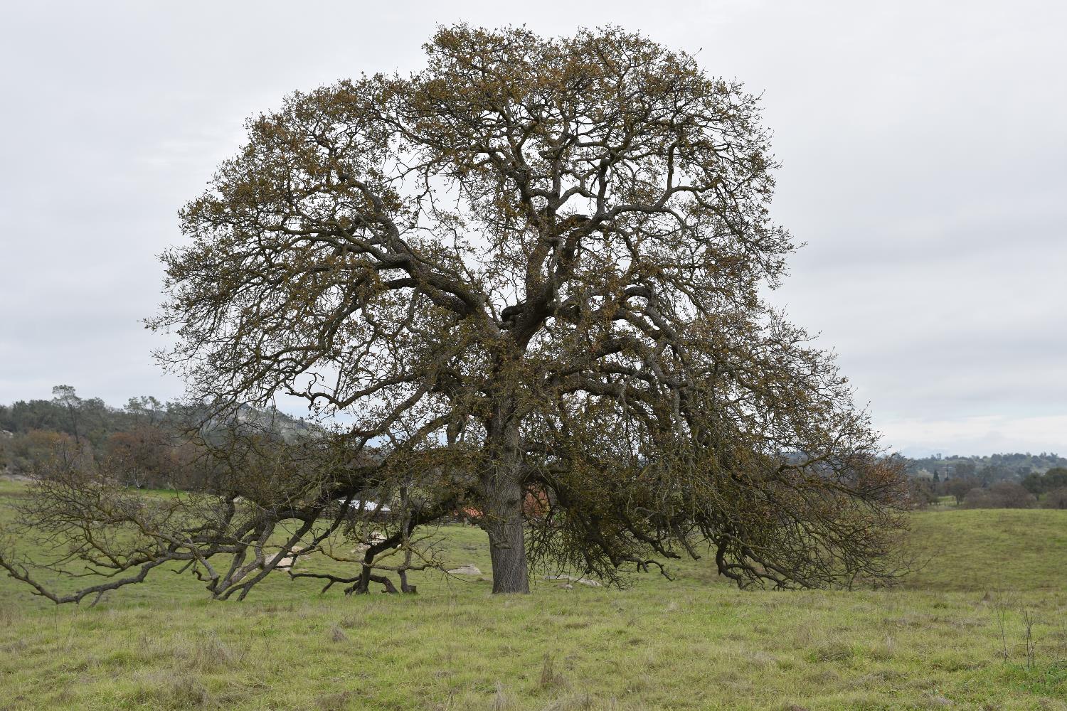 42055 Road 406, Coarsegold, CA 93614