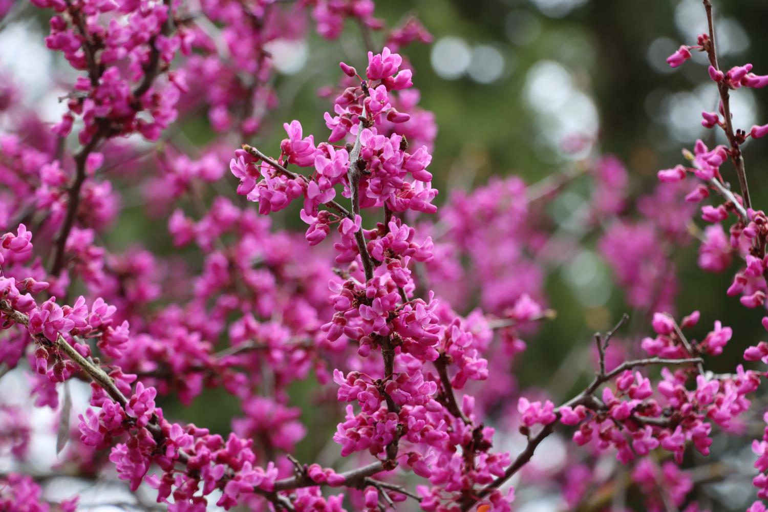 41820 Dillon Cir, Ahwahnee, CA 93601