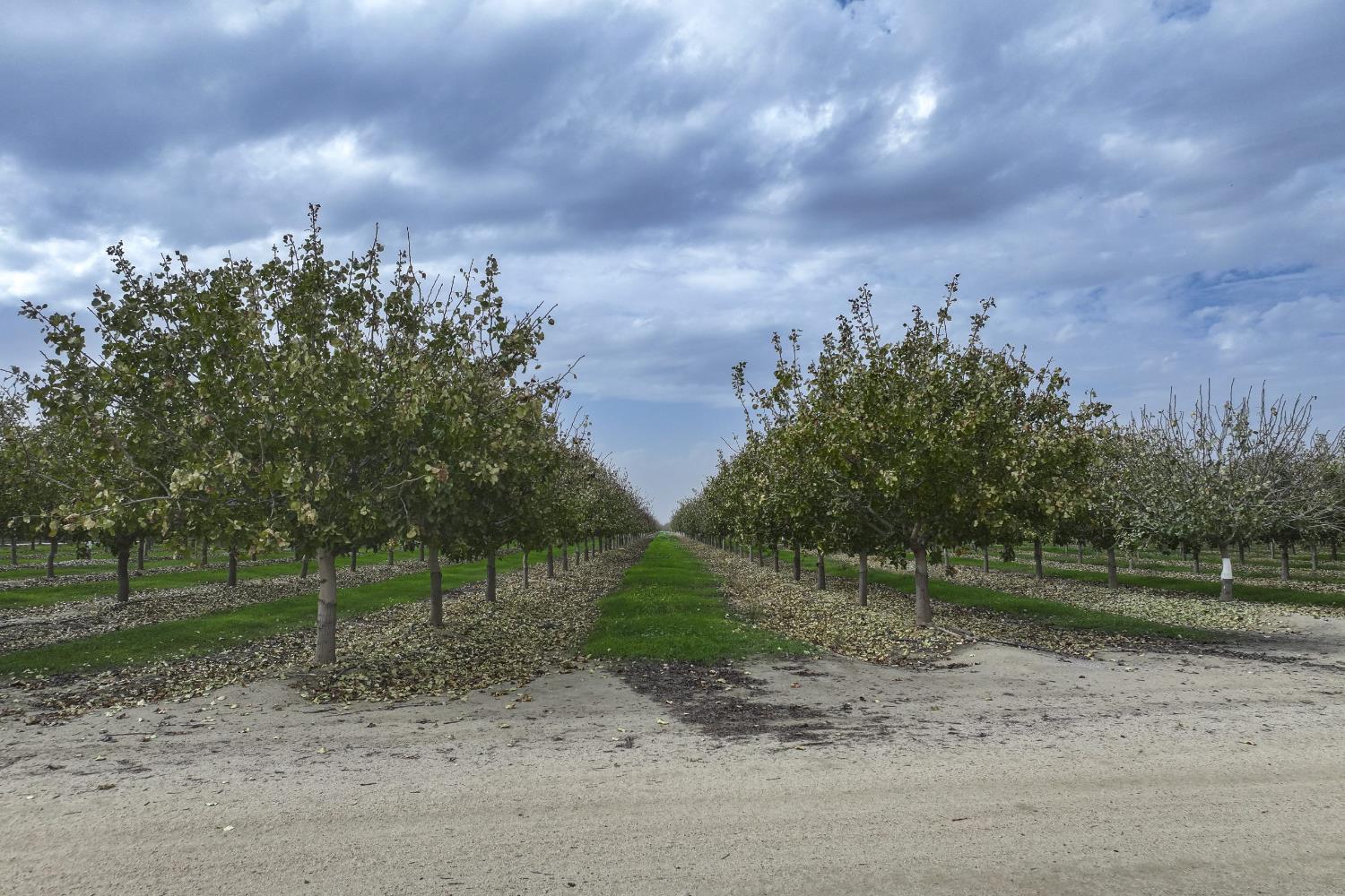 0 0 Avenue 80, Pixley, CA 93256