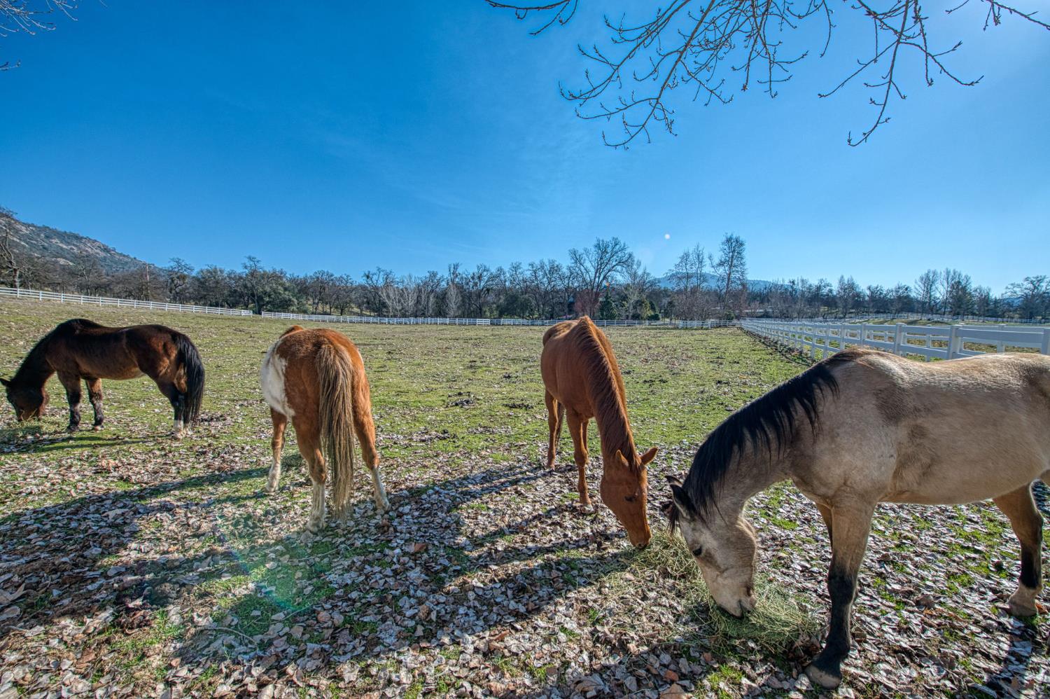 36039 Cranmore Ln, Auberry, CA 93602