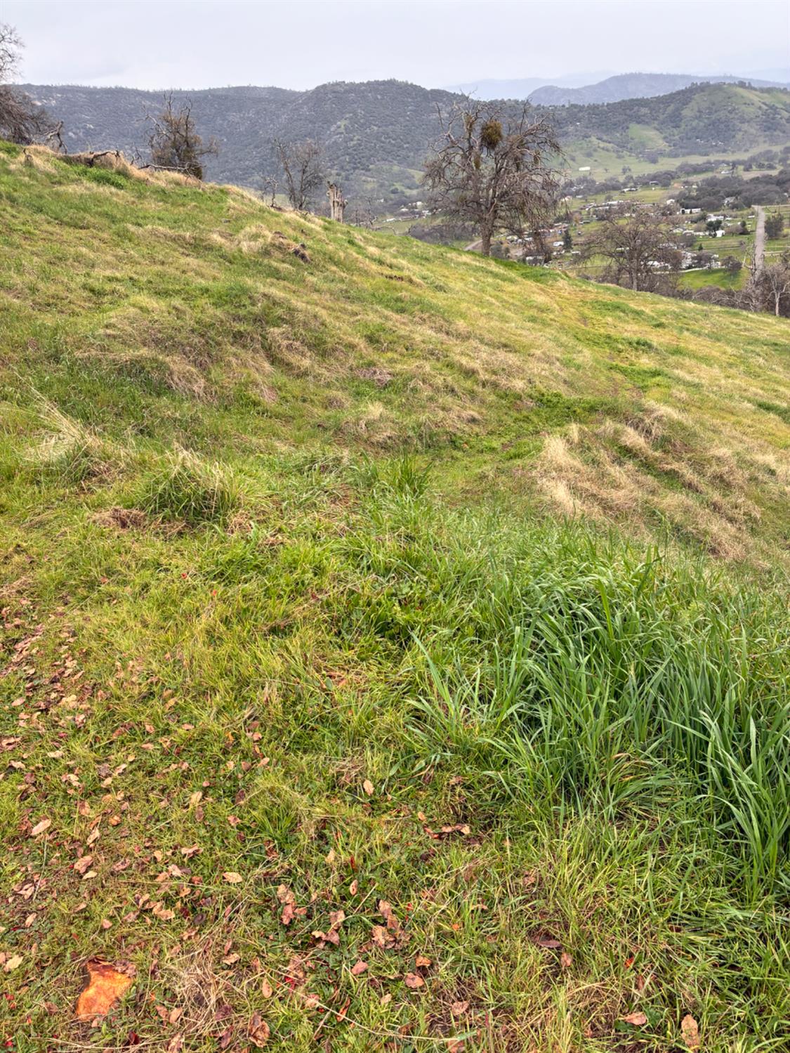 29421 Larkspur Rd, Tollhouse, CA 93667