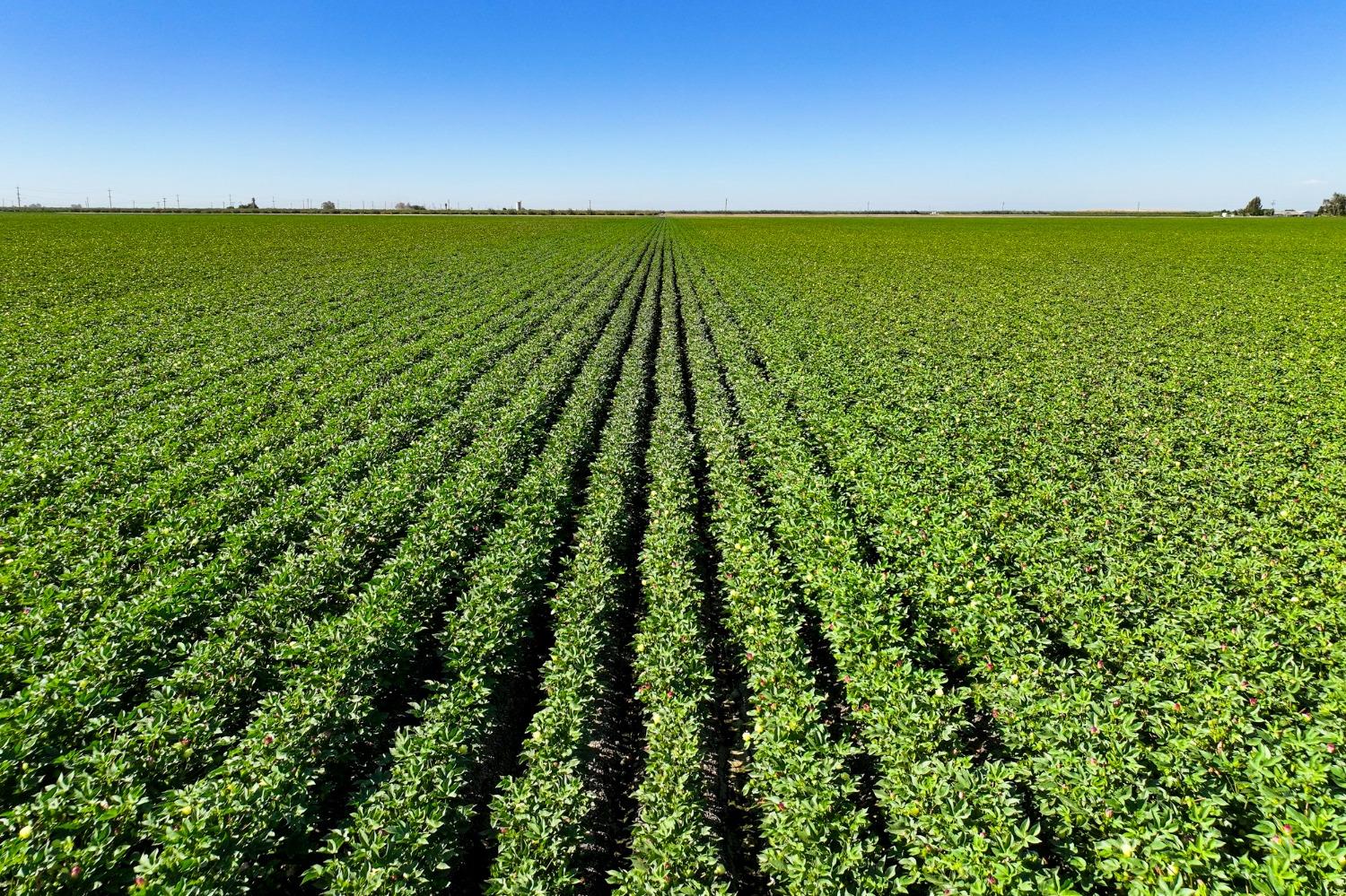 8990 S Placer, San Joaquin, CA 93660