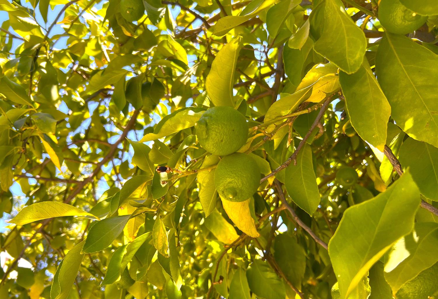 3223 E Madison Ave, Fresno, CA 93702