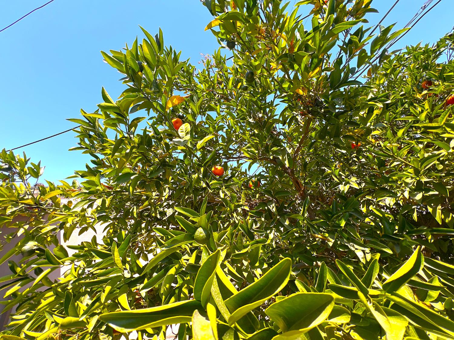 3223 E Madison Ave, Fresno, CA 93702