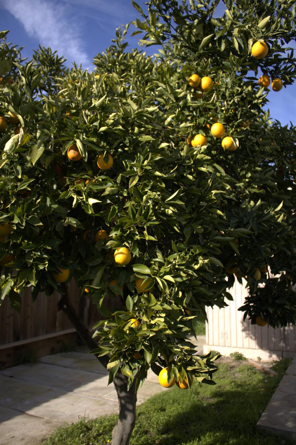 28540 Pacific Dr, Madera, CA 93638