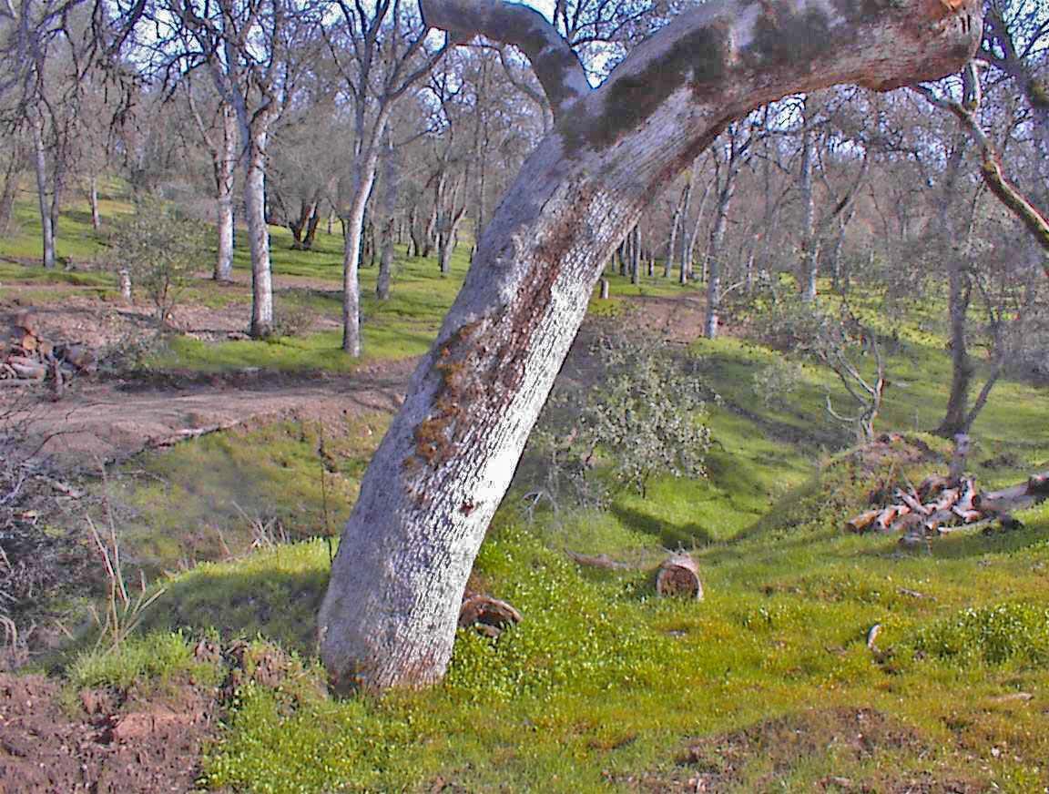 45483 Sand Creek Rd, Yokuts Valley, CA 93675