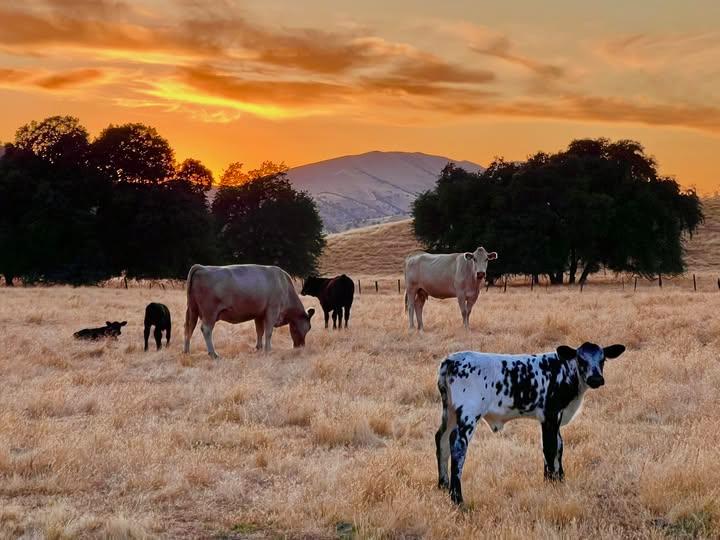 7767 Buckhorn Dr, Sanger, CA 93657