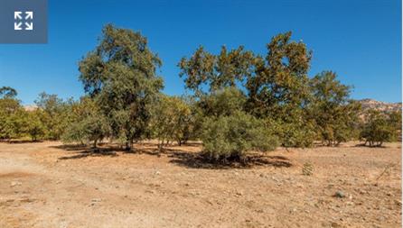 0 0 NE Mustang Rd, Sanger, CA 93657