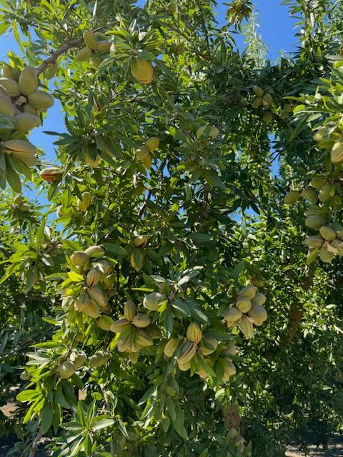 2202 W Lincoln Ave, Fresno, CA 93706