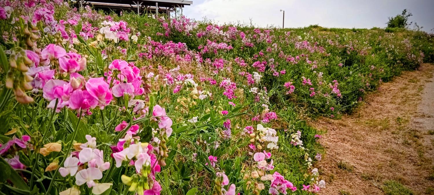 46771 Dunlap Rd, Miramonte, CA 93641