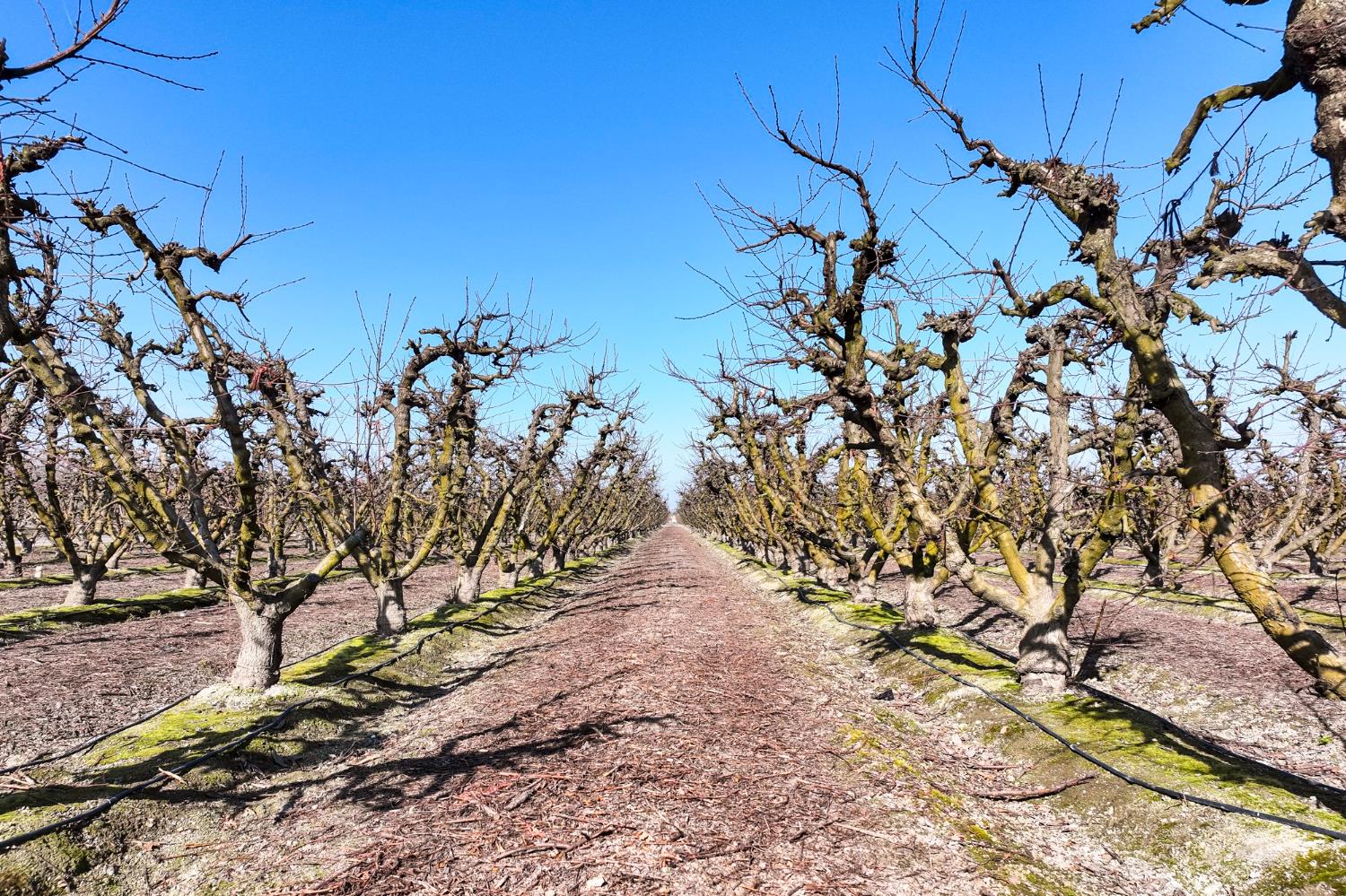 0 0 Elder Avenue, Hanford, CA 93230