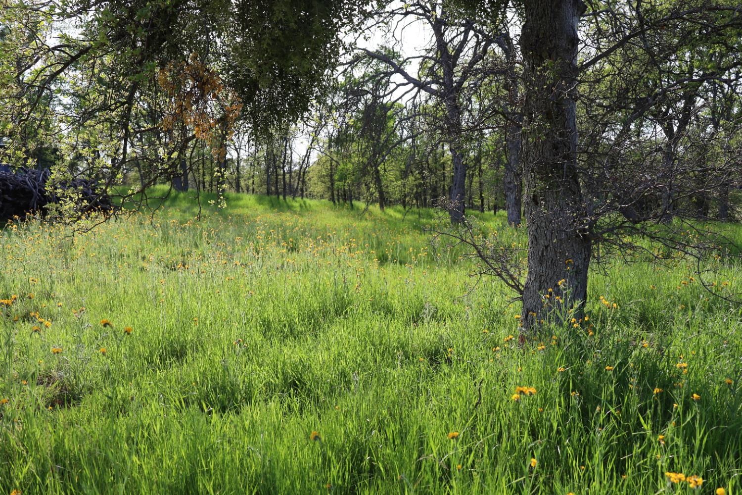 10 Douglas Rd S, Coarsegold, CA 93614