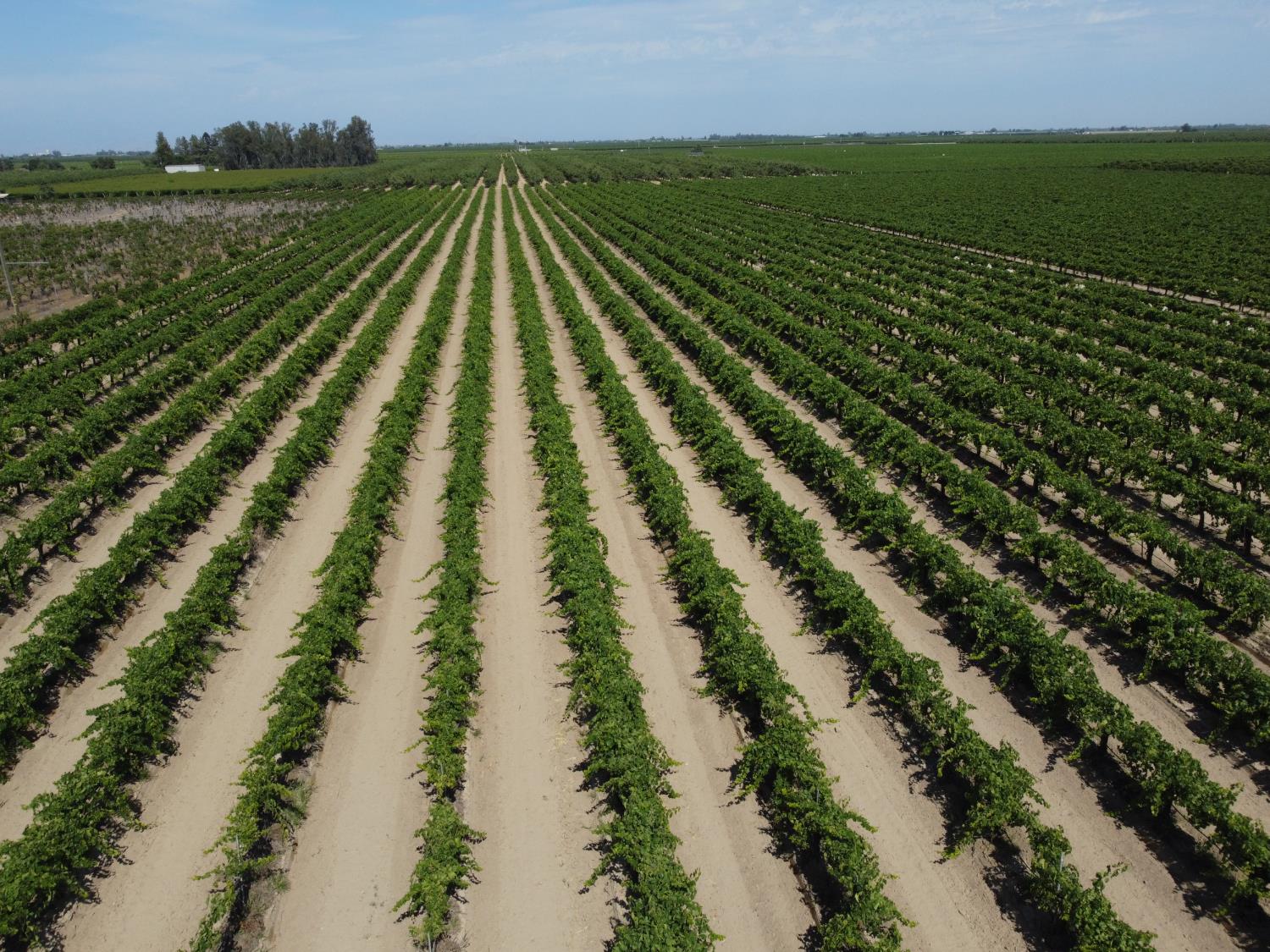 0 00 27.53 Acs., Selma, CA 93662