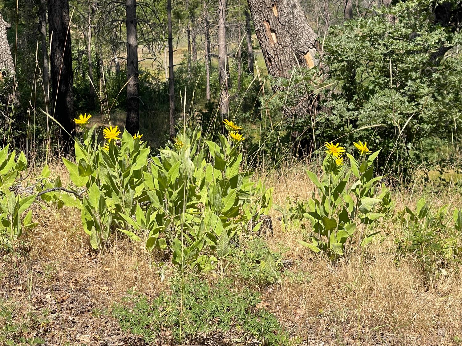 34344 Shaver Springs Rd, Auberry, CA 93602