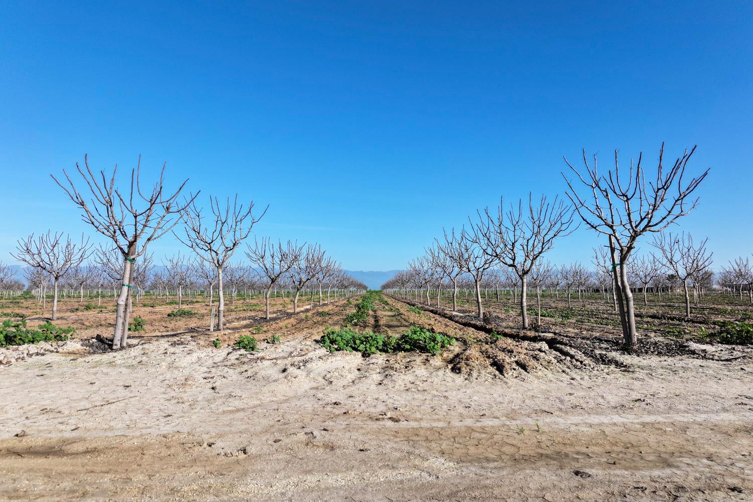 8000 Road 208, Terra Bella, CA 93270