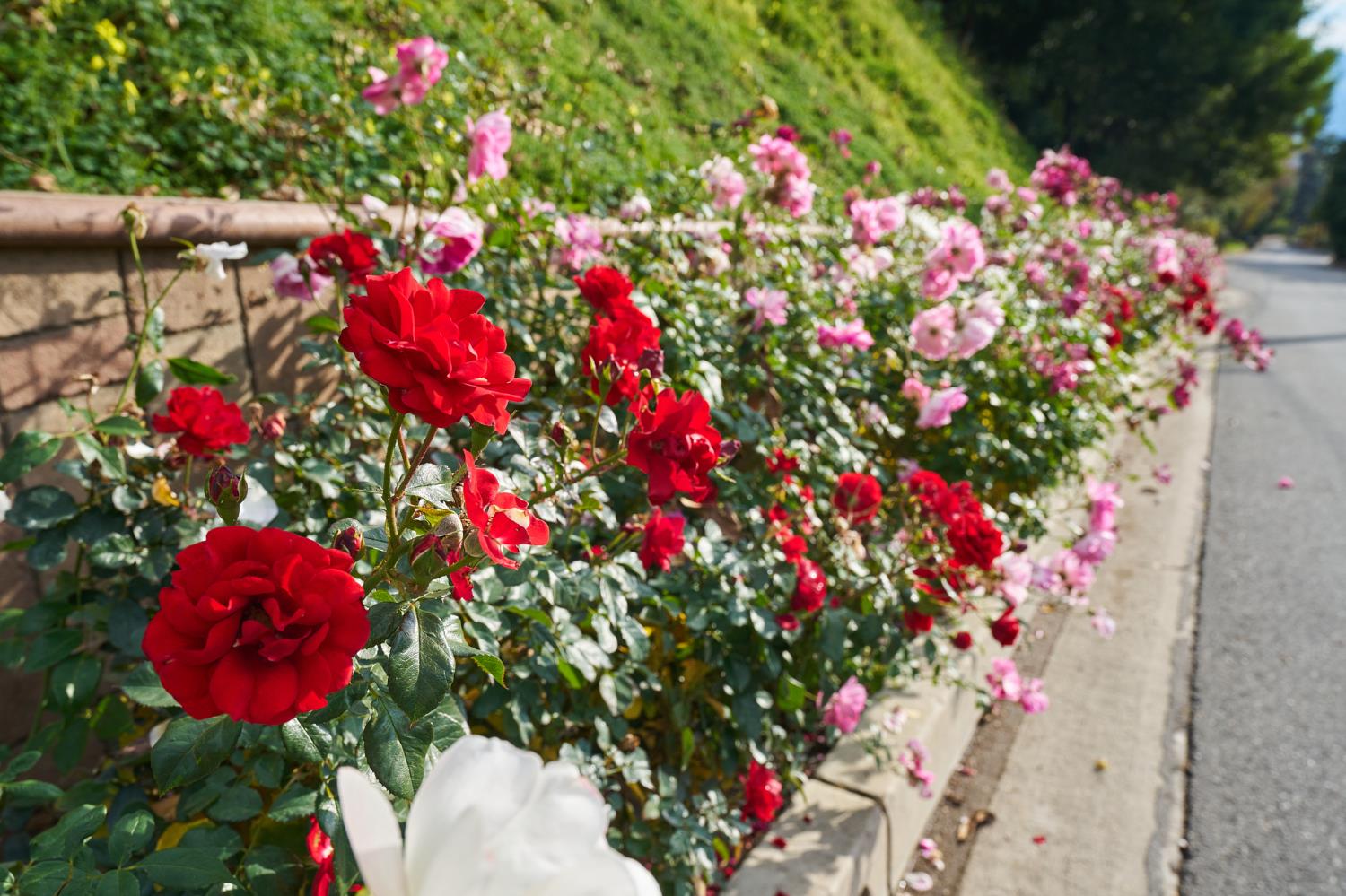 1752 Thurber Pl #CA, Burbank, CA 91501