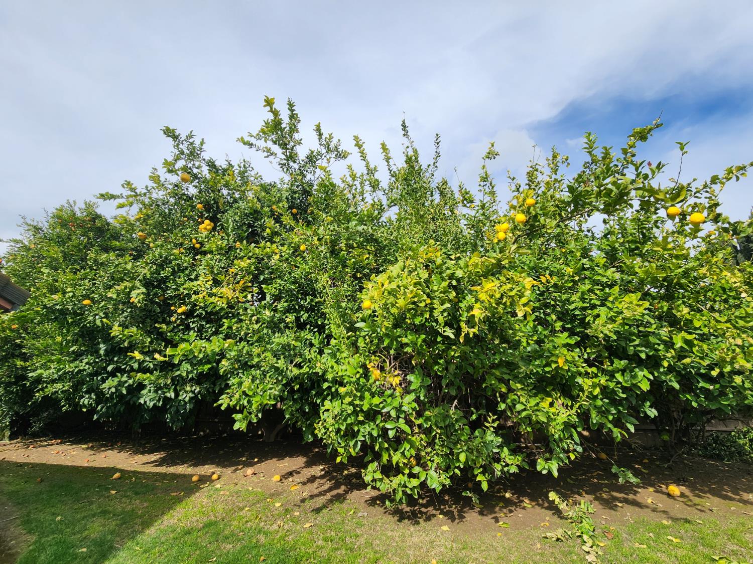 991 Baylor Ct, Madera, CA 93637