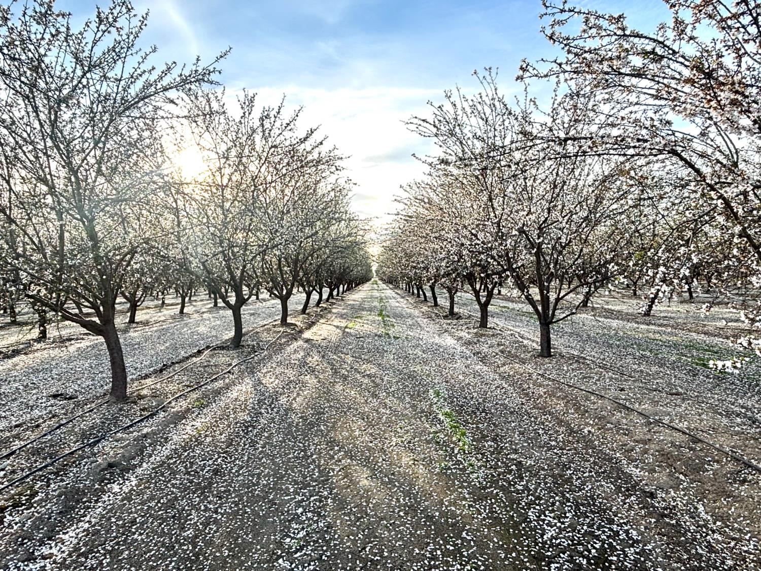 16722 Rd 18, Madera, CA 93637